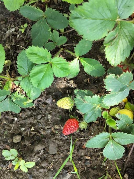 Finca Arep Alquiler Integro 6 Les Planes Les Planes d'Hostoles Kültér fotó
