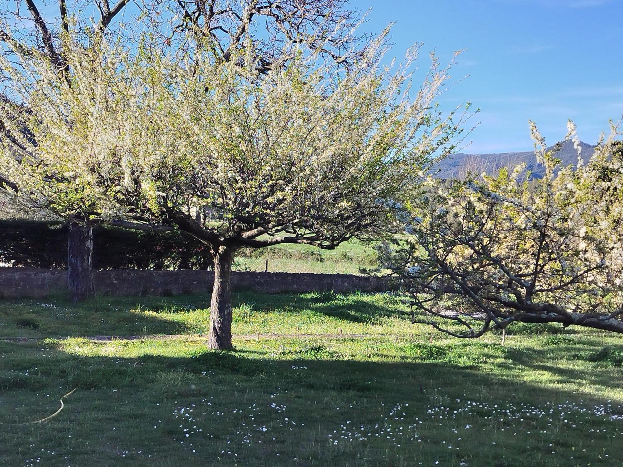 Finca Arep Alquiler Integro 6 Les Planes Les Planes d'Hostoles Kültér fotó
